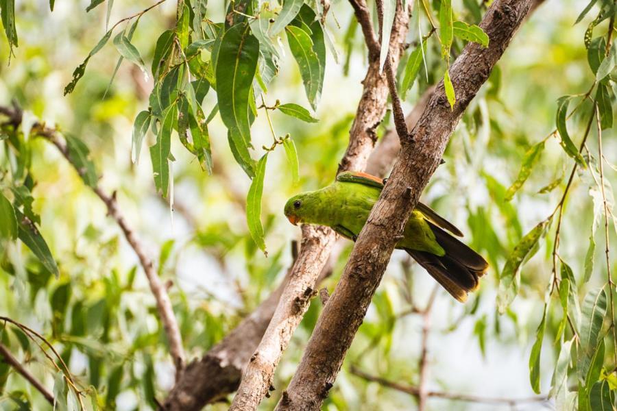 Litchfield Tropical Stay Batchelor エクステリア 写真